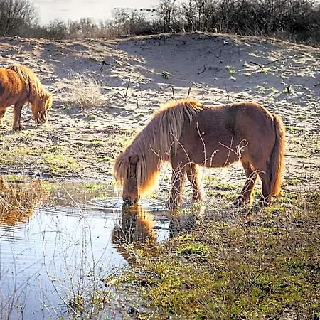 Dune Nieuwpoort