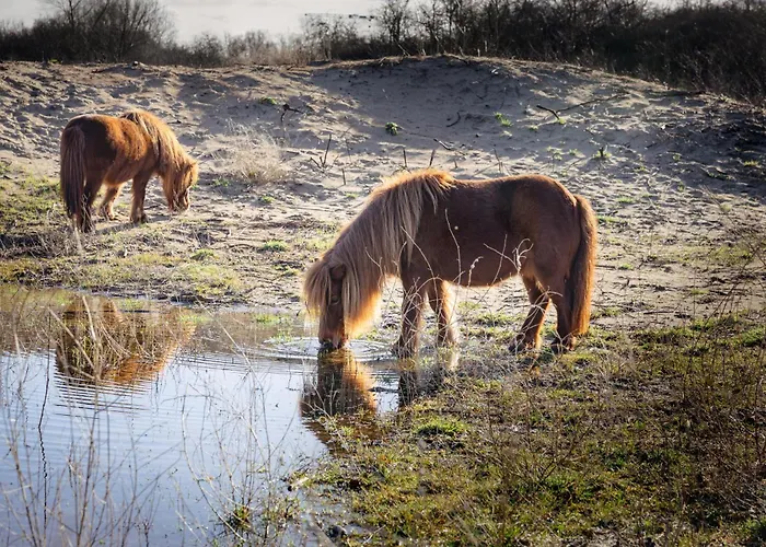 Dune Nieuwpoort